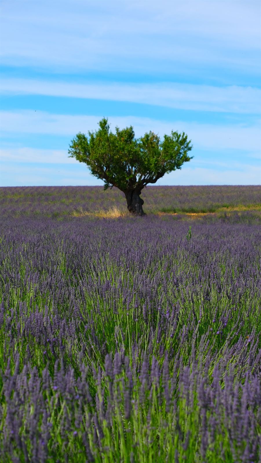 Arbre solitaire dans un champ de lavande